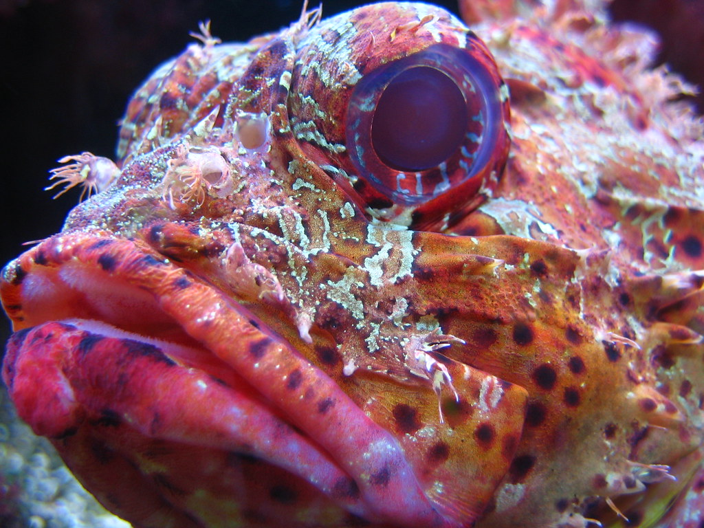 Fischkopf | Samir | Flickr