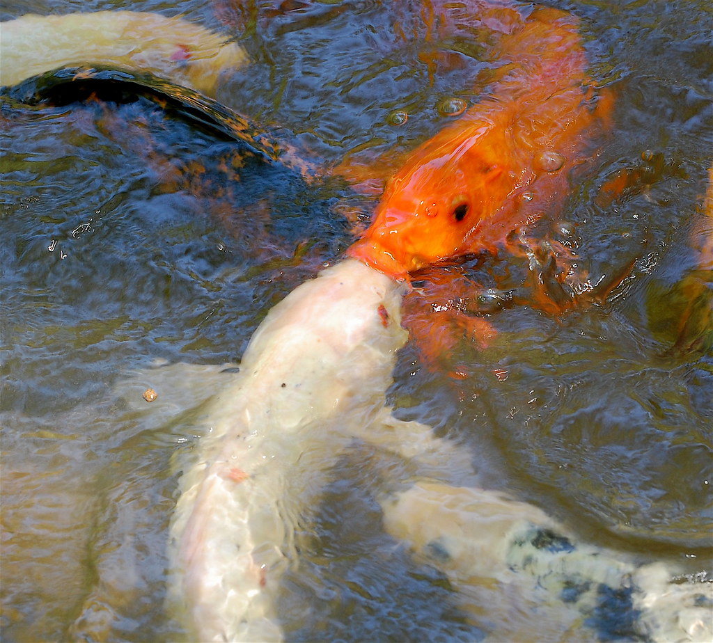 Orange Kissing Fish