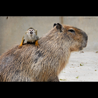 大きな鼠の上の小さな猿 とぼけた鼠の上のやる気な猿 Masahiko Nagashima Flickr