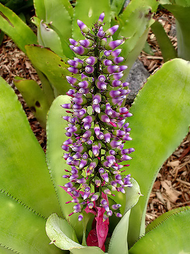 roxo-bromélia | Aechmea castelnavii flor de bromélia | jardi… | Flickr