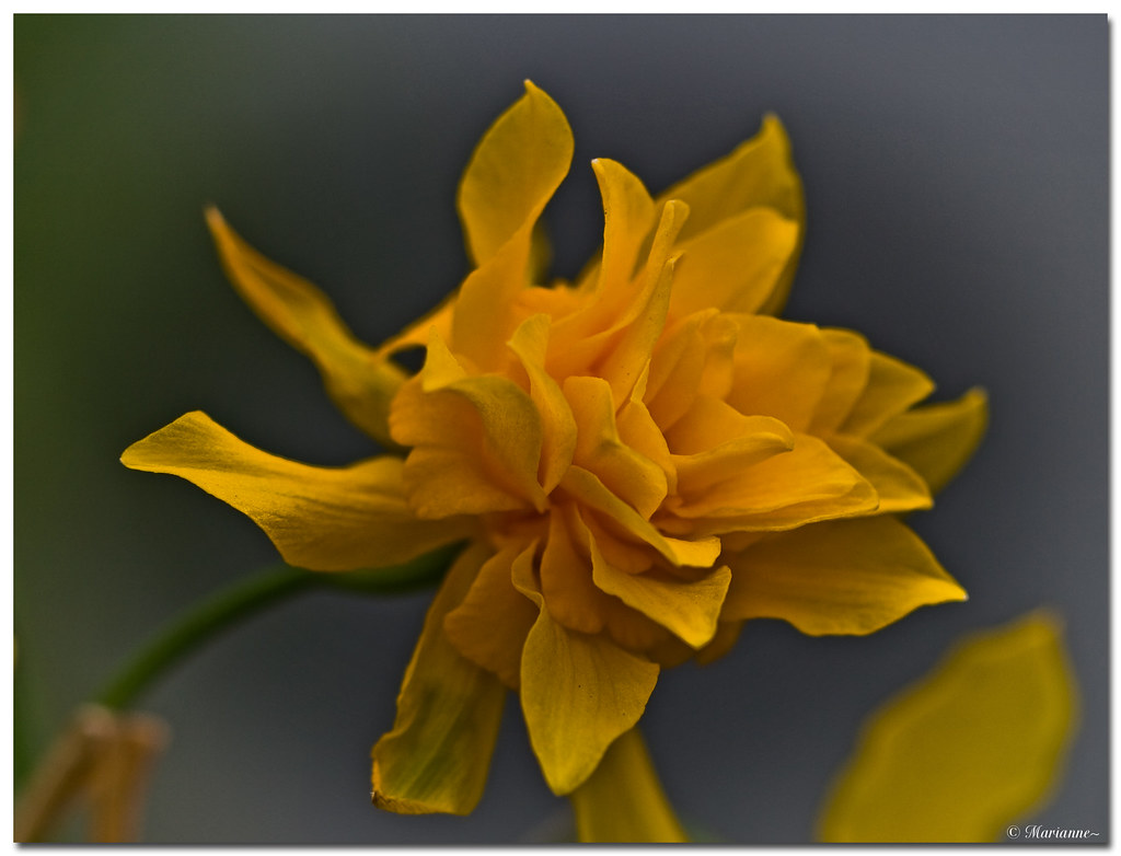 A Daffodil Wannabe by Hot Flash Photography