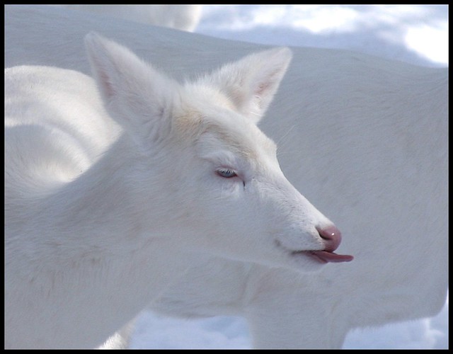 Albino Whitetail Deer  PfffffffffffffffffffffffffT  Im Sick of Winter