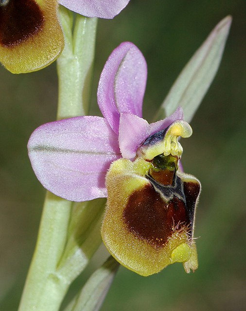 d0802083 | Prächtige Wespen-Ragwurz (Ophrys tenthredinifera subsp. spectabilis), ein sehr seltener und stark bedrohter Endemit der Serra de Tramuntana. Mallorca, 13.04.2008