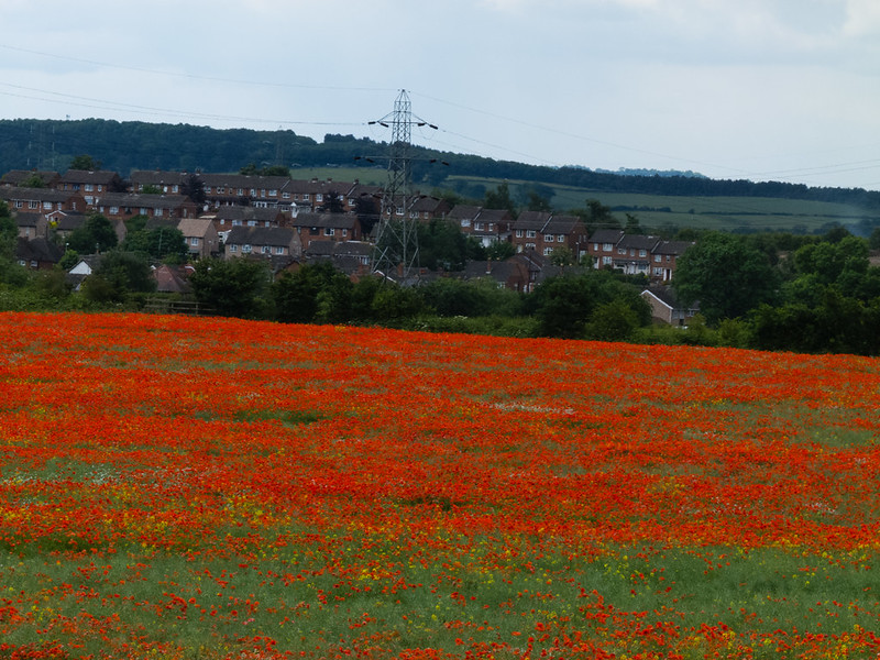 Mass of poppies in a field