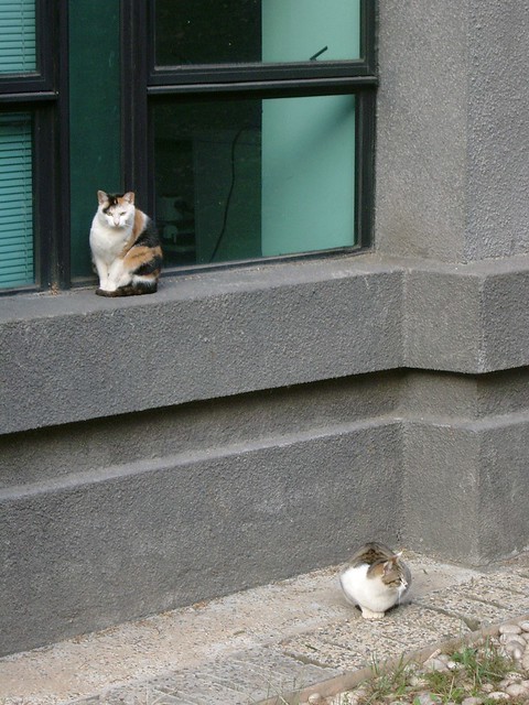 Cats in Lingnan University