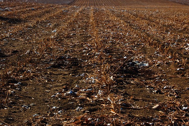 Cotton Field, Post Harvest