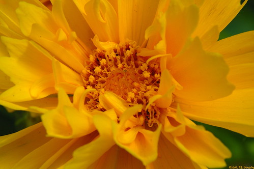 Marigold Flower Macro (20070724-161806-PJG) by DrgnMastr