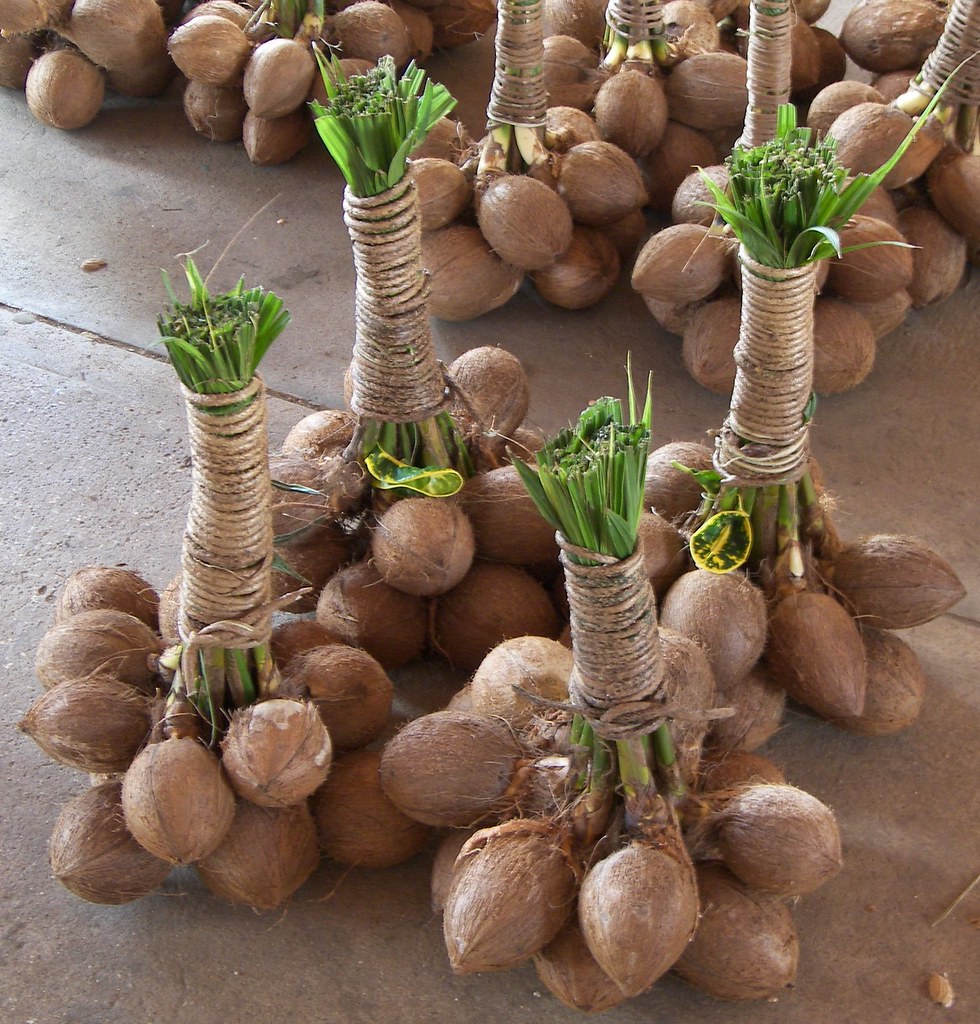 bundled coconuts