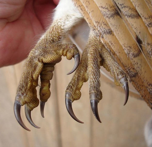 The feet of a dead barn Owl