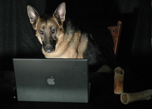 Animal Portrait Photography German Shepherd Dog on Computer - Burning the Midnight Oil with a Mac.  A MacDog. by WB - CMH
