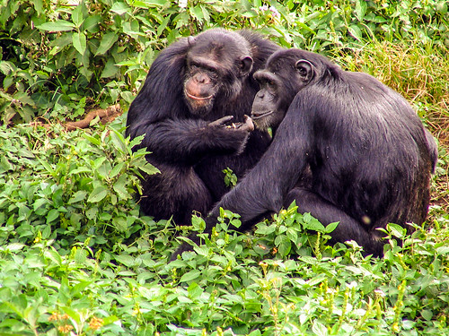 Chimpanzees at Ngamba Island