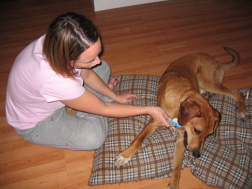 Person gently brushing a dog's teeth with a small toothbrush