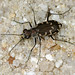Flickr photo 'Common Shore Tiger Beetle' by: cotinis.