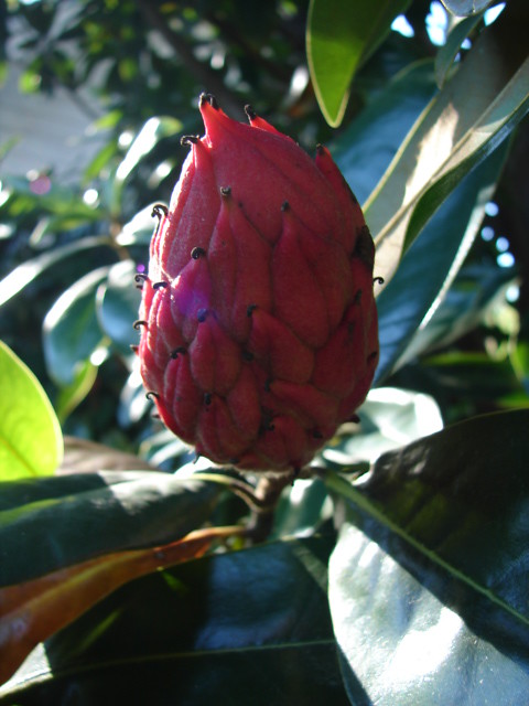 Magnolia seed pod