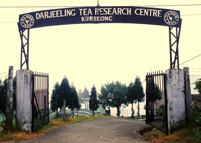 Darjeeling Tea Research Centre, Kurseong