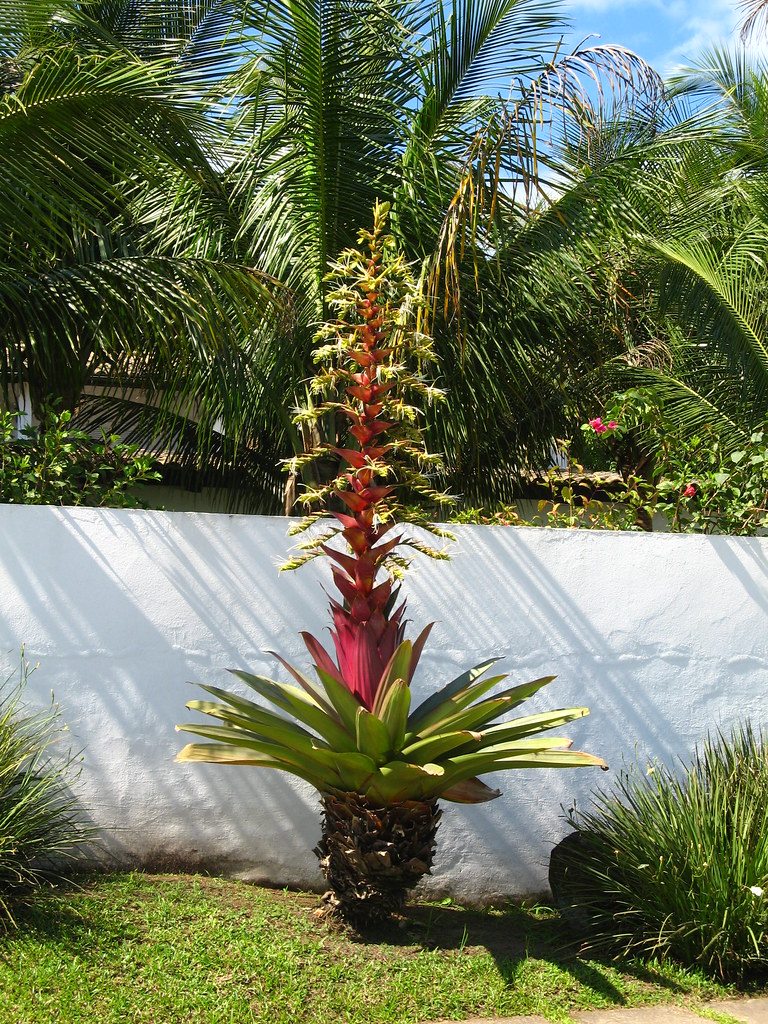 Bromélia imperial gigante (Vriesia imperialis) FLOWERED- B… | Flickr