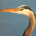 Flickr photo 'Heron, Great Blue_MontezumaNWR,NY_(c)DaveSpier_#D028143t' by: northeast naturalist.