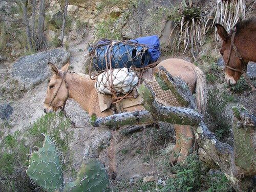 pack mules on the way back down the trail | by kchartsough