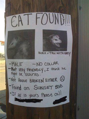 Anyone lose a cat? Cat Found? Lost Cat? Only in LA