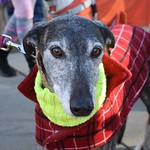 Greyhound Adventures at Horn Pond, Woburn MA, Dec 11th 2016