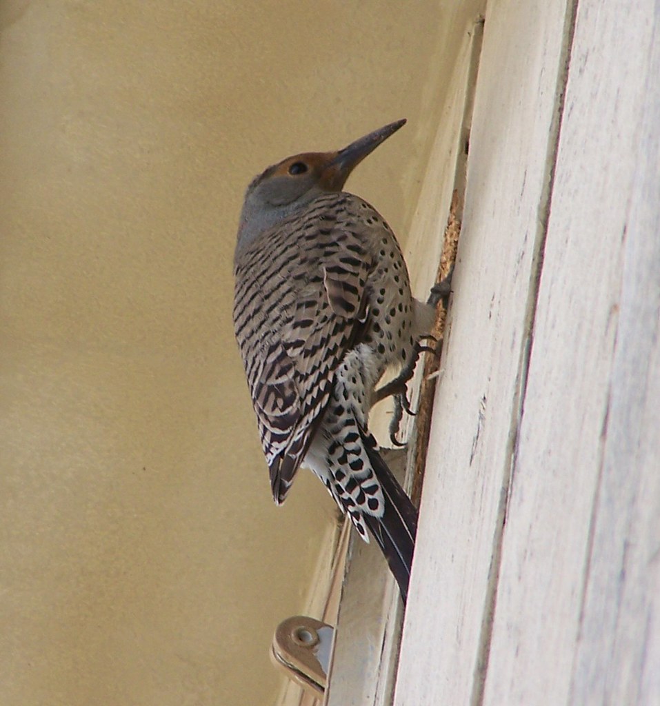 How to remove a bird from the garage without causing harm