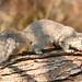 Flickr photo 'Squirrel,Delmarva+maple-seeds_ChincoteagueNWR,VA_©DaveSpier_D027793t' by: northeast naturalist.