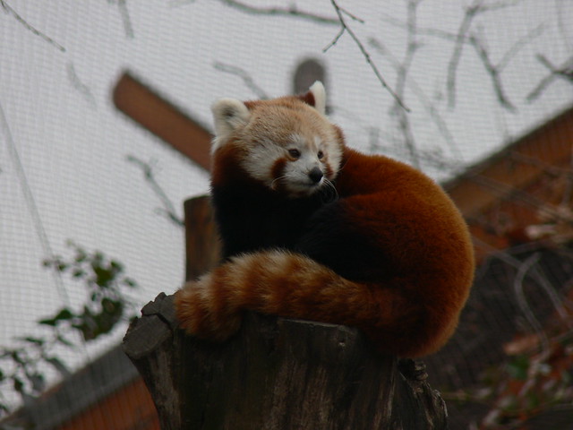 Vörös macskamedve / Lesser panda