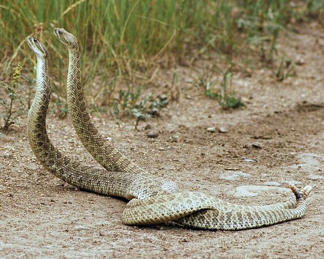 Multiple Rattle Snakes Rattlers Battling 327 | Two timber rattlesnakes on the trail… | Flickr