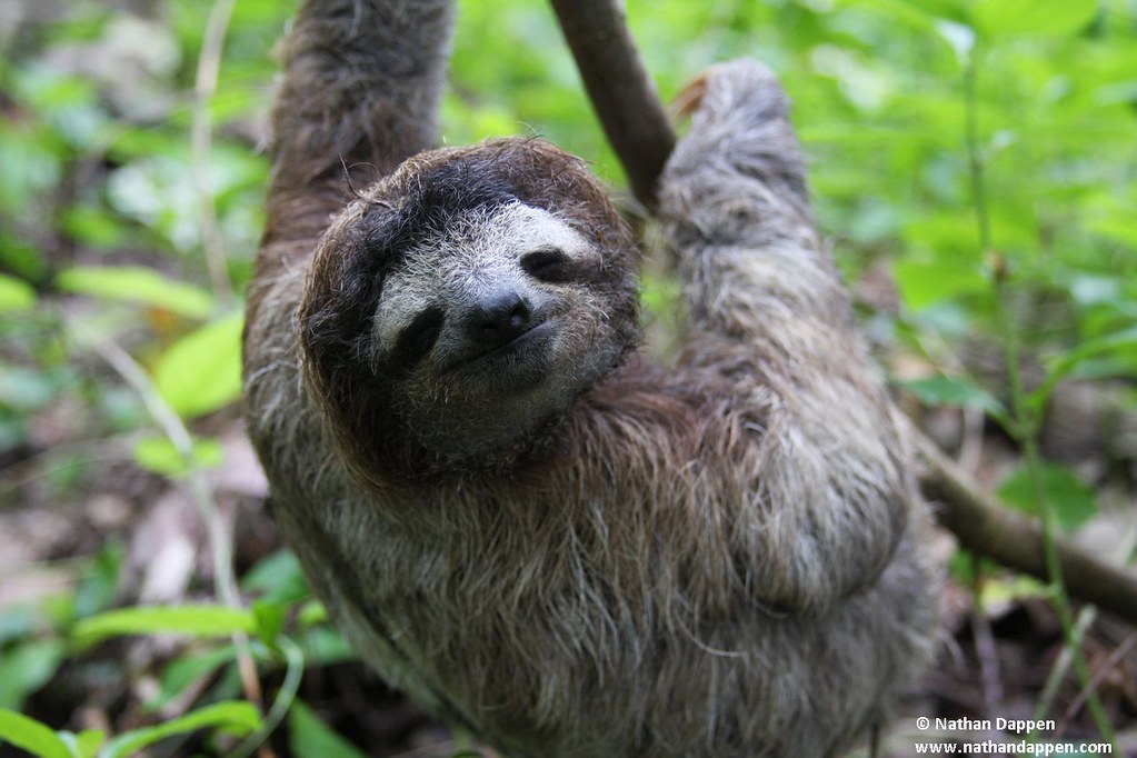 Three toed sloth
