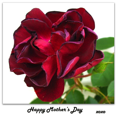 rose burgundy card mothersday