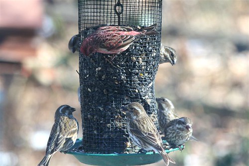county birds yard scott evans purple january indiana feeder finch monroe 2008 ias