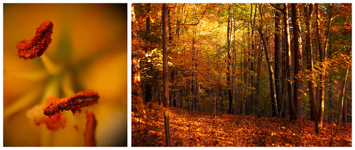 park autumn trees light red orange flower macro fall leaves yellow landscape gold diptych glow dof lily seasons state bokeh scenic northcarolina raleigh stamen pollen enchanted umstead chrysti umsteadstatepark forst platinumphoto platinumsuperstar hydeck