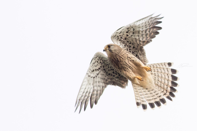 common kestrel ♀ in flight