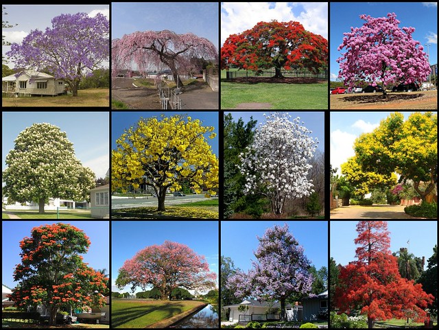 Most beautiful flowering trees of the world