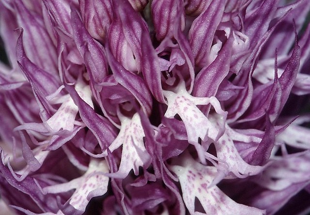 t0301091 | Italienisches Knabenkraut (Orchis italica). Toscana, 15.04.2003