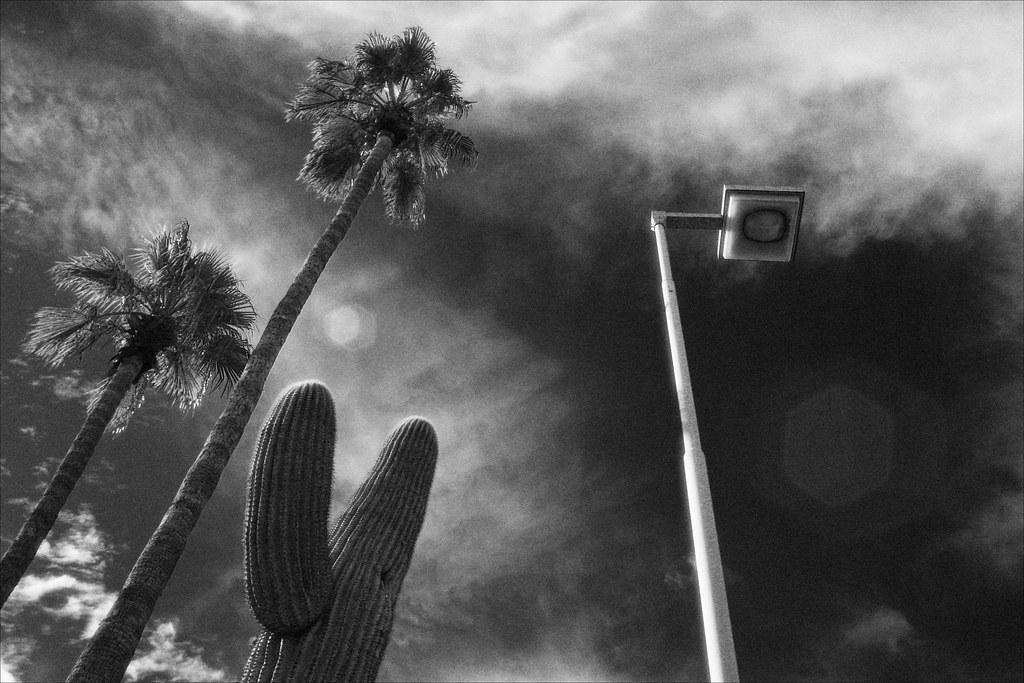 Cactus and Palms and Street Lamp by Juli Kearns (Idyllopus)
