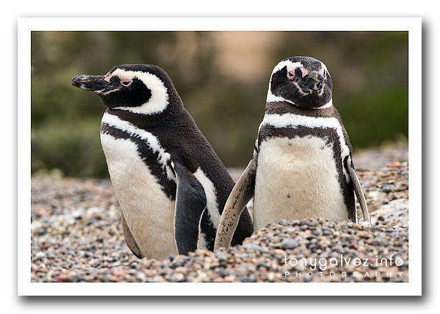 Pingüino de Magallanes / Magellanic Penguin