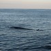 Flickr photo 'Fin Whale' by: Stacina.
