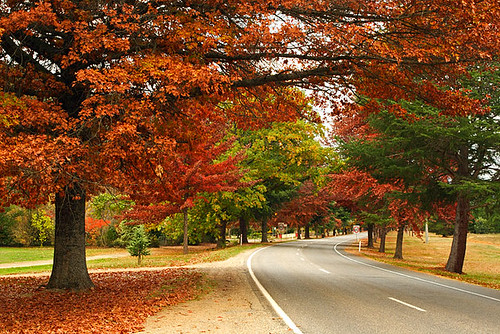 Bright, Victoria, Australia, Delany Avenue, autumn IMG_982… | Flickr