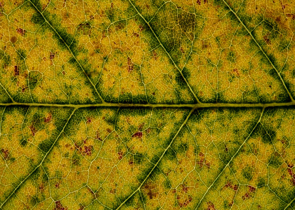 Ash Leaf | Warren, Connecticut. Ash trees are having a rough… | Flickr