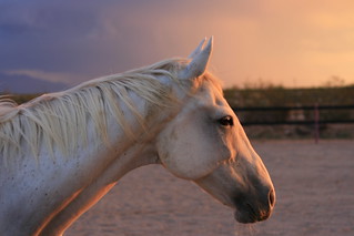 white horse sunset [IMG_0592]