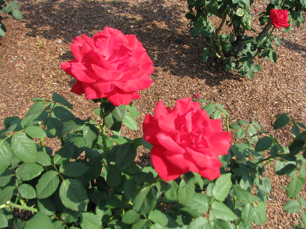 Olympic Roses Olympiad - Hybrid Tea Rose | Olympiad - Hybrid Tea Rose - Ph… | Flickr
