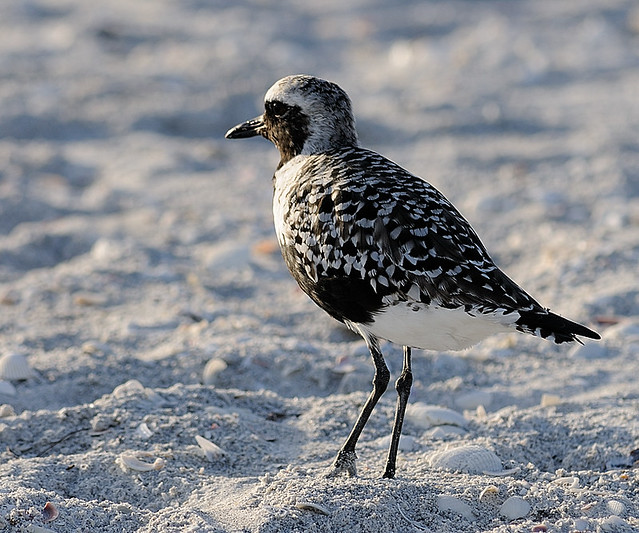 Black-Bellied Plover Looking into Sunset