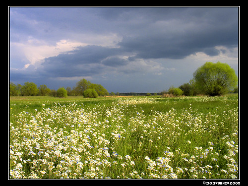 flowers clouds landscape skies meadow poland hdr różan