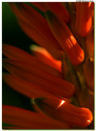 Red Hot Poker by Hot Flash Photography