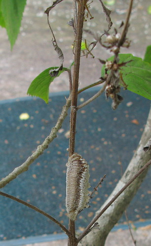 mantis success! | by dardilrocks