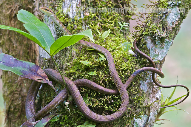 An enigmatic 'vine snake' from Mindo, Ecuador