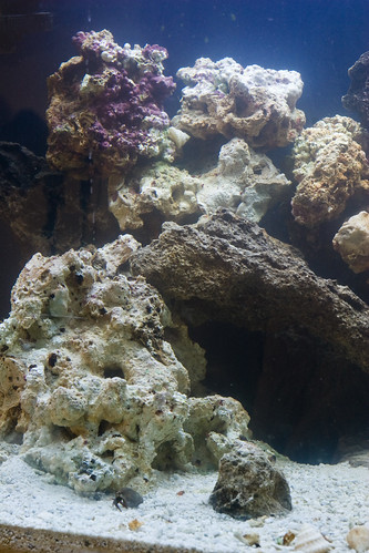 aquarium marine saltwater