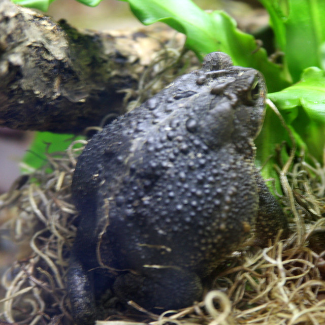 Black toad