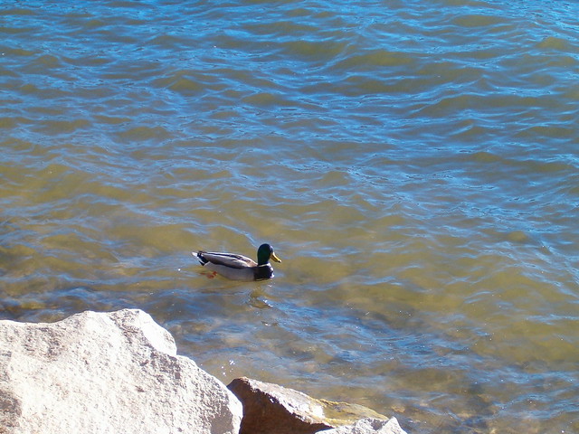 Duck in Big Bear Lake